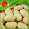 China atacado de batatas frescas, saborosa polland batata russet batata